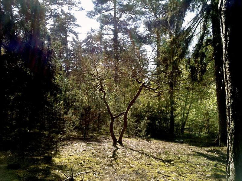 Two Trees Dancing 2011