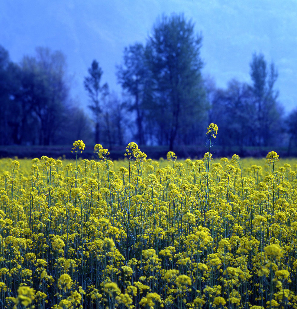 Who's Afraid of Yellow and Blue...